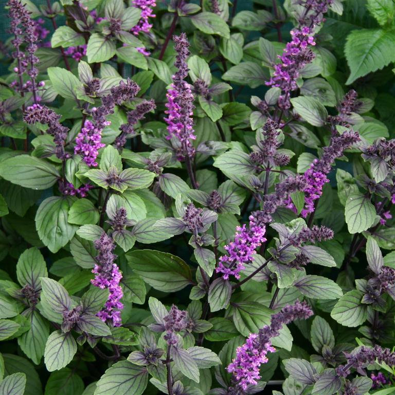BASIL AFRICAN BLUE - Click Image to Close